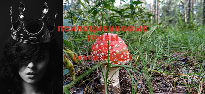 Галлюциногенные грибы Magic Shrooms  Кировск 